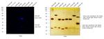 Goat IgG (H+L) Highly Cross-Adsorbed Secondary Antibody