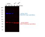 Goat IgG (H+L) Highly Cross-Adsorbed Secondary Antibody in Western Blot (WB)