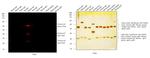 Chicken IgY (H+L) Cross-Adsorbed Secondary Antibody in Western Blot (WB)