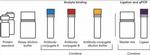 Human IL-21 Proquantum Immunoassay Kit