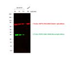 Mouse IgG (H+L) Cross-Adsorbed Secondary Antibody in Western Blot (WB)