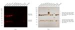 Mouse IgG (H+L) Cross-Adsorbed Secondary Antibody in Western Blot (WB)