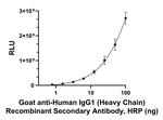 Human IgG1 (Heavy chain) Secondary Antibody in ELISA (ELISA)