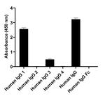 Human IgG1 (Heavy chain) Secondary Antibody in ELISA (ELISA)