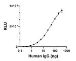 Human IgG (H+L) Secondary Antibody in ELISA (ELISA)