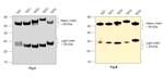 Human IgG (H+L) Secondary Antibody in Western Blot (WB)