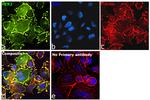 Human IgG (H+L) Secondary Antibody in Immunocytochemistry (ICC/IF)