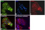 Human IgG (H+L) Secondary Antibody in Immunocytochemistry (ICC/IF)