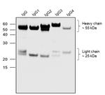 Human IgG (H+L) Secondary Antibody in Western Blot (WB)