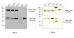 Human IgG (H+L) Secondary Antibody