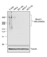 Human IgG (H+L) Secondary Antibody in Western Blot (WB)