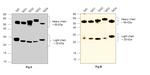 Human IgG (H+L) Secondary Antibody in Western Blot (WB)