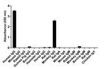 Human IgG (H+L) Secondary Antibody