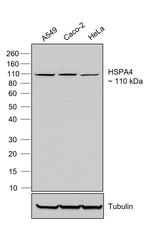 Human IgG (Light chain) Secondary Antibody in Western Blot (WB)