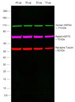 Human IgG (Heavy Chain) Secondary Antibody in Western Blot (WB)