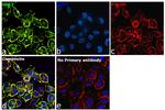 Human IgG (Heavy Chain) Secondary Antibody in Immunocytochemistry (ICC/IF)