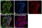 Human IgG (Heavy Chain) Secondary Antibody in Immunocytochemistry (ICC/IF)