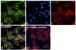 Human IgG Fab Secondary Antibody in Immunocytochemistry (ICC/IF)