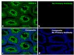 Human IgG (H+L) Secondary Antibody in Immunohistochemistry (Paraffin) (IHC (P))