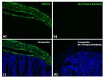 Mouse IgG1 Fc Secondary Antibody in Immunohistochemistry (Paraffin) (IHC (P))