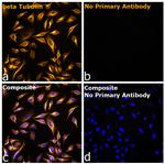 Mouse IgG1 Fc Secondary Antibody in Immunocytochemistry (ICC/IF)