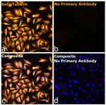 Mouse IgG1 Fc Secondary Antibody in Immunocytochemistry (ICC/IF)