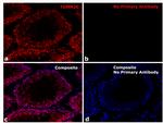 Rabbit IgG Fc Secondary Antibody in Immunohistochemistry (Paraffin) (IHC (P))