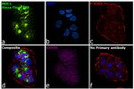 Armenian Hamster IgG (H+L) Highly Cross-Adsorbed Secondary Antibody