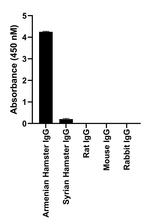 Armenian Hamster IgG (H+L) Highly Cross-Adsorbed Secondary Antibody