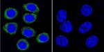 ARF1/ARF3/ARF5/ARF6 Antibody in Immunocytochemistry (ICC/IF)