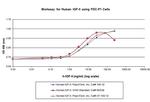 Human IGF-II, Animal-Free Protein in Functional Assay (Functional)