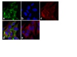 Tau Antibody in Immunocytochemistry (ICC/IF)