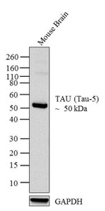 Tau Antibody in Western Blot (WB)