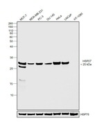 HSP27 Antibody in Western Blot (WB)