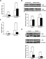 JAK2 Antibody in Western Blot (WB)