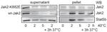 JAK2 Antibody in Western Blot (WB)