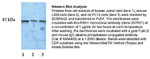 RSK1 Antibody in Western Blot (WB)