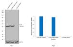 beta Actin Antibody in Western Blot (WB)