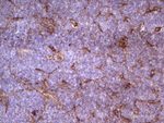 APOE Antibody in Immunohistochemistry (Paraffin) (IHC (P))