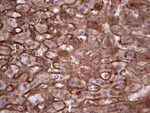 APOE Antibody in Immunohistochemistry (Paraffin) (IHC (P))