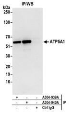 ATP5A1 Antibody in Western Blot (WB)