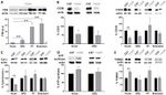 ATP5A1 Antibody in Western Blot (WB)