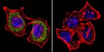 Actin Antibody in Immunocytochemistry (ICC/IF)