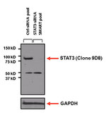 STAT3 Antibody in Western Blot (WB)