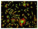 Mouse IgG (H+L) Cross-Adsorbed Secondary Antibody in Immunocytochemistry (ICC/IF)