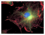 Mouse IgG (H+L) Cross-Adsorbed Secondary Antibody in Immunocytochemistry (ICC/IF)