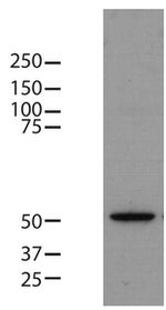 beta Tubulin Loading Control Antibody in Western Blot (WB)