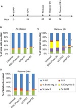 BrdU Antibody in Flow Cytometry (Flow)