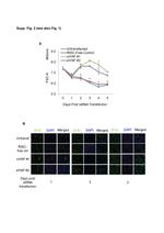 BrdU Antibody in Immunocytochemistry (ICC/IF)