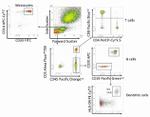 CD19 Antibody in Flow Cytometry (Flow)